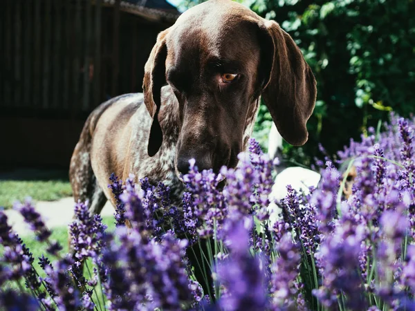 Deutscher Zeigerhund Schnüffelt Lavendel — Stockfoto