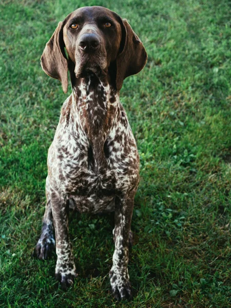 Duitse Aanwijzer Hond Zittend Gras — Stockfoto