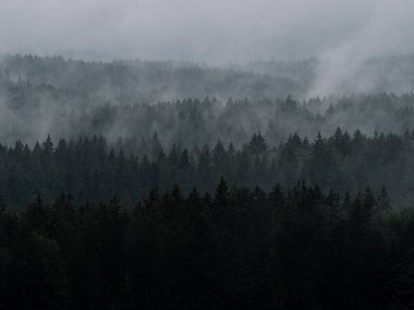 ormanda sis, mistik manzara