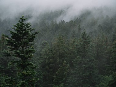 ormanda sis, mistik manzara