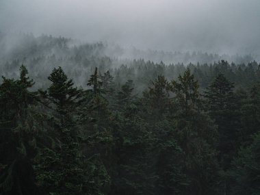 ormanda sis, mistik manzara