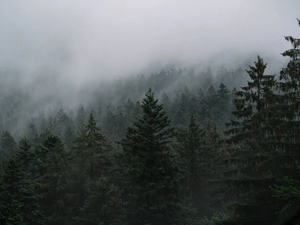 Brouillard Dans Forêt Paysage Mystique — Photo