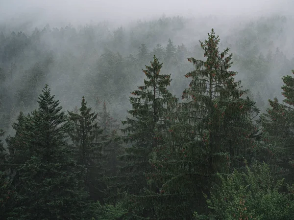 Brouillard Dans Forêt Paysage Mystique — Photo