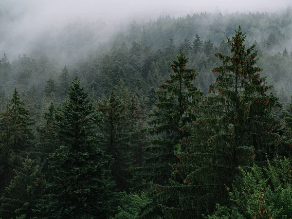 Niebla Bosque Paisaje Místico —  Fotos de Stock