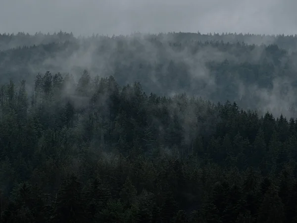 Brouillard Dans Forêt Paysage Mystique — Photo