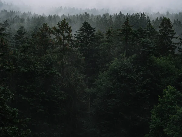 Brouillard Dans Forêt Paysage Mystique — Photo