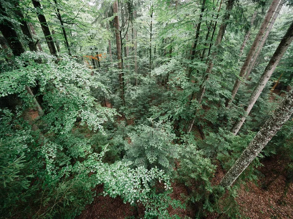 自然保护区森林鸟瞰图 — 图库照片
