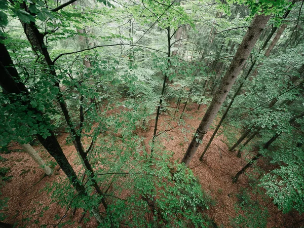 Vista Aérea Floresta Reserva Natural — Fotografia de Stock