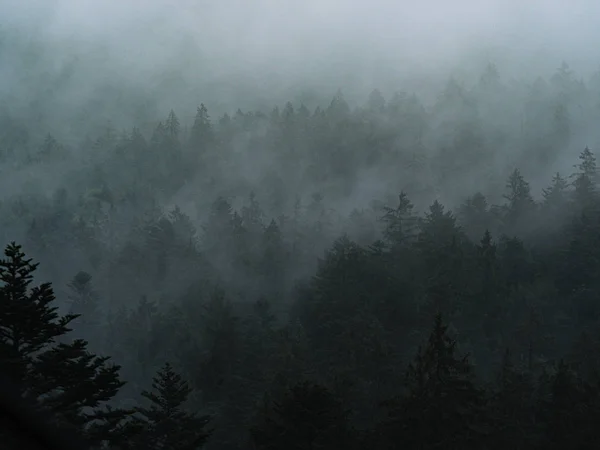 Paisagem Florestal Nebulosa Outono Frio — Fotografia de Stock