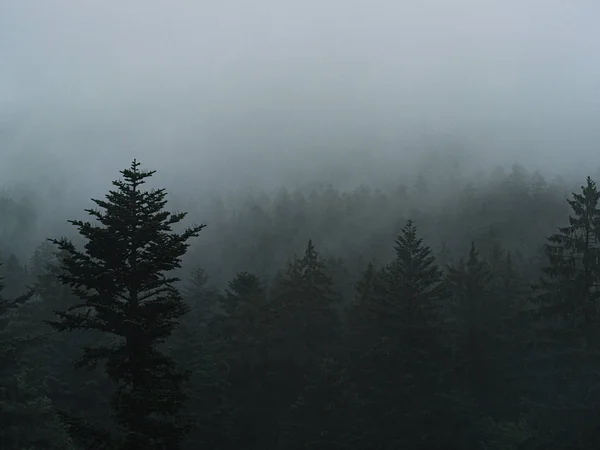 Neblige Waldlandschaft Kalter Herbst — Stockfoto