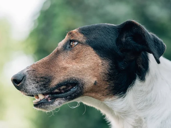 Terrier Cane Ritratto Concentrarsi Sul Viso — Foto Stock