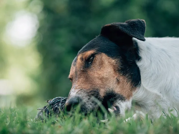 Terrier Anjing Mengunyah Mainan Anjing — Stok Foto