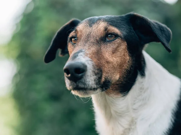 Terrier Kutya Portré Fókuszban Arc — Stock Fotó