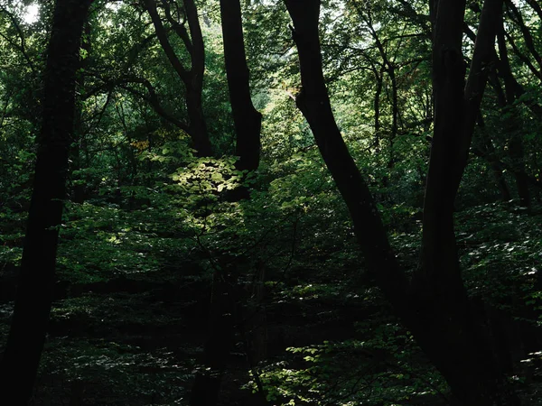 Dunkle Waldlandschaft Nebelwald — Stockfoto