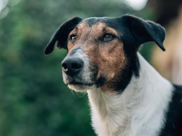 Retrato Perro Fox Terrier — Foto de Stock