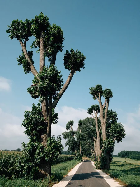 Μονοπάτι Κάτω Από Δέντρα Ένας Δρόμος Λωρίδα — Φωτογραφία Αρχείου