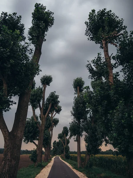 Chemin Sous Les Arbres Route Une Voie — Photo