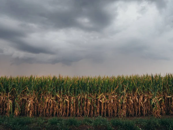 Corn Field Dark Sky Weather Concept — Stock Photo, Image