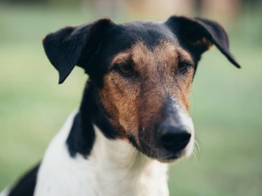 Bahçede Sevimli terrier köpek