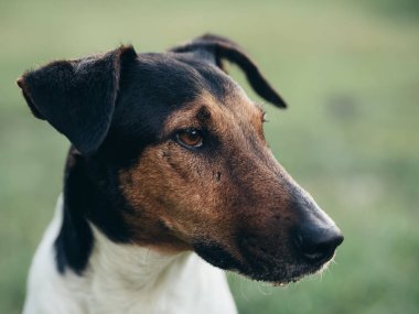 Bahçede Sevimli terrier köpek
