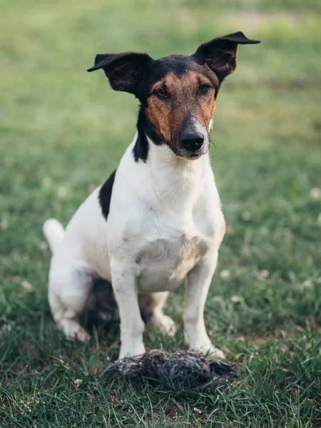 Bahçede Sevimli Terrier Köpek — Stok fotoğraf