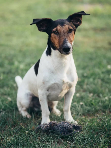 庭でかわいいテリア犬 — ストック写真