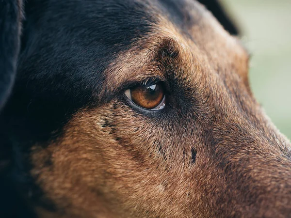 Köpek Gözü Makro Fotoğraf Köpek Gözünün Yakın Çekim — Stok fotoğraf