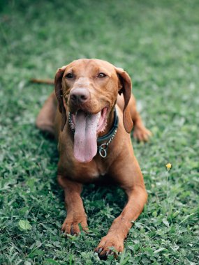 Macar vizslası. Genç Macar işaretçi köpek açık.