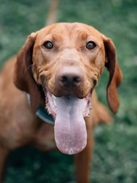 Vizsla Hongrois Jeune Chien Pointeur Hongrois Plein Air — Photo