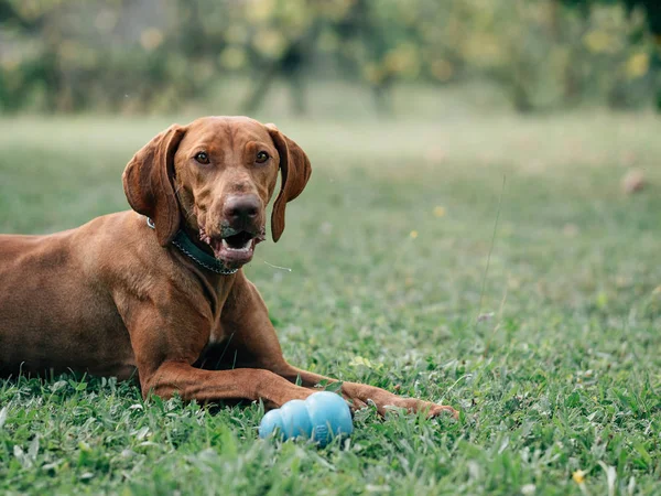 Ungarsk Vizsla Ung Ungarsk Pointer Hund Udendørs - Stock-foto