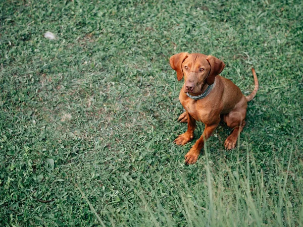 ハンガリーのヴィスラ若いハンガリーのポインター犬屋外 — ストック写真