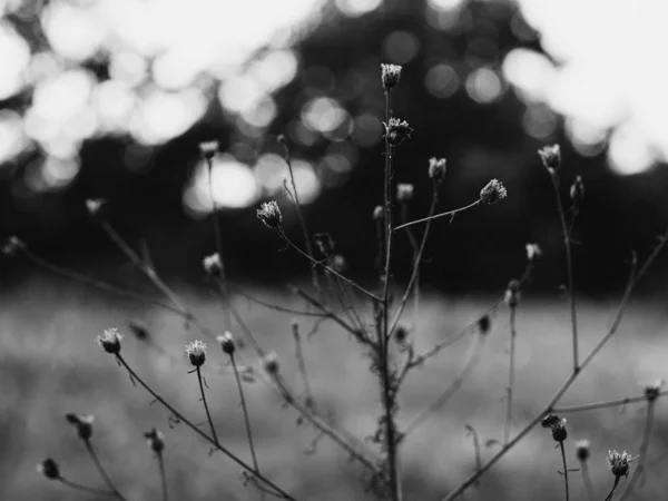 Flores Pradera Retroiluminadas Imagen Blanco Negro — Foto de Stock