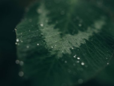 Islettiğimiz yapraklar. Yeşil yaprak üzerinde yağmur damlası.
