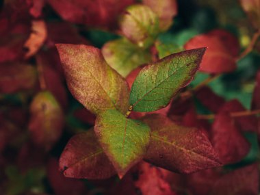 Bahçede renkli yapraklar