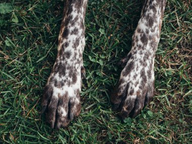 Çimenlerin üzerinde köpek pençesi. Sevimli köpek kavramı.