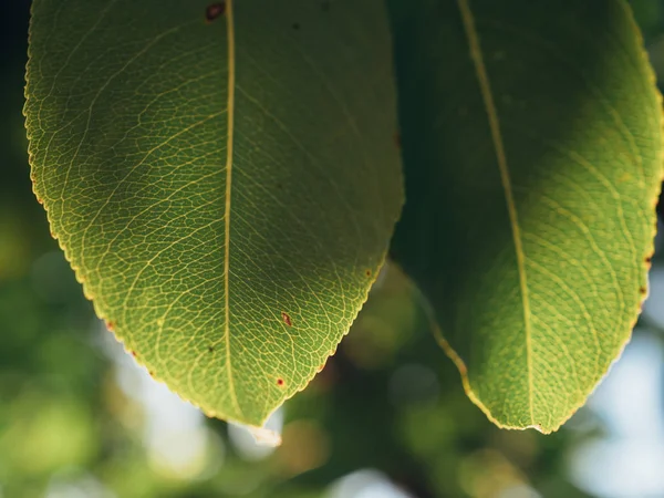 Yeşil Yaprak Yakın Çekim Bulanık Arka Plan — Stok fotoğraf