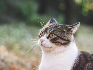 korkmuş kedi portresi