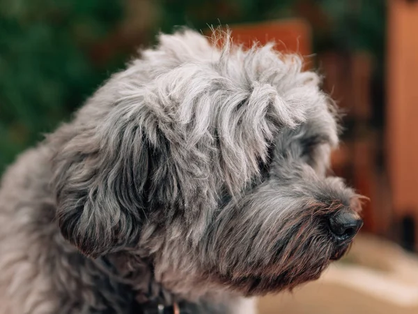 Sød Fluffy Hund Portræt Udendørs - Stock-foto