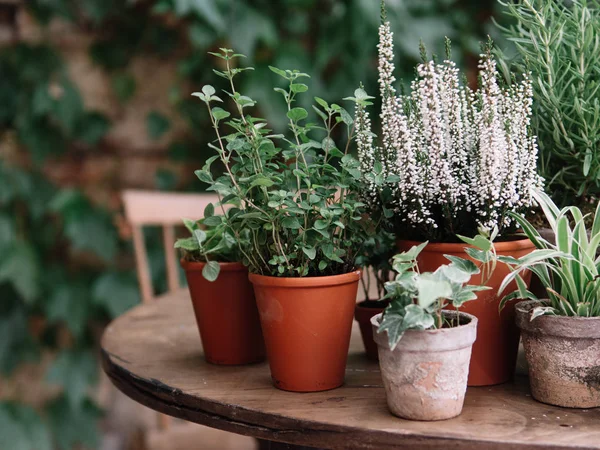 Plants Pot Herbs Flowers — Stock Photo, Image