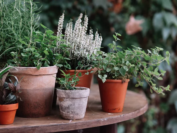 Plants Pot Herbs Flowers — Stock Photo, Image