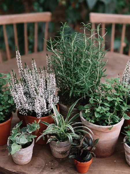 Plants Pot Herbs Flowers — Stock Photo, Image