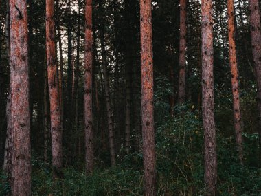 Sonbaharda orman, doğal çam ormanı.