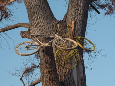 Ağaçtaki eski bisiklet