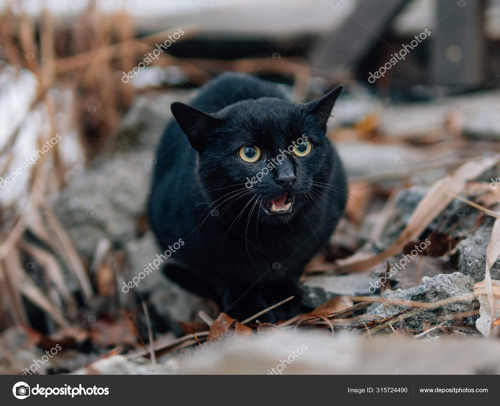 Chat Noir Colere Chat Demon Image Libre De Droit Par Loriklaszlo C Chat Noir Colere Chat Demon Image Libre De Droit Par Loriklaszlo C