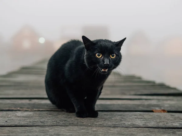 Черная Кошка Злая Демоническая Кошка — стоковое фото