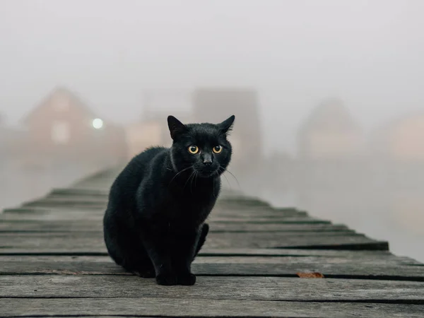 Gato Preto Livre Manhã Nebulosa Sobre Lago — Fotografia de Stock