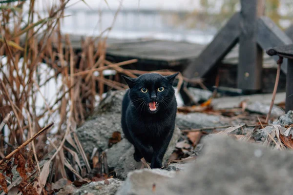 Black Cat Angry Demon Cat — ストック写真