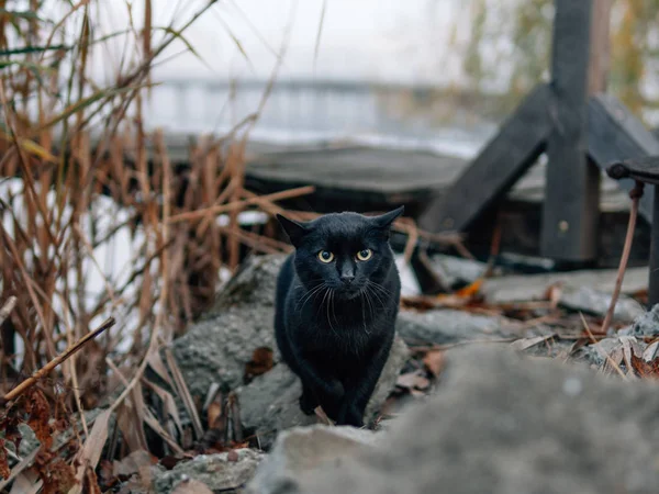 Gato Negro Aire Libre Mañana Brumosa Sobre Lago — Foto de Stock
