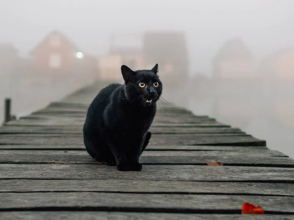 black cat, angry, demon cat