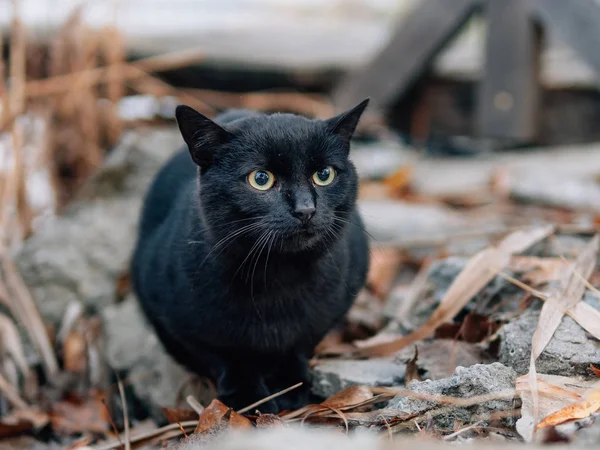 Zwarte Kat Buiten Mistige Ochtend Het Meer — Stockfoto